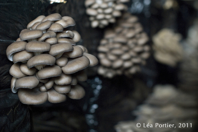 Laurence "Champignon" Laurence "Champignon"