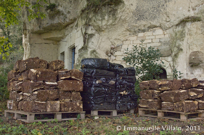 Laurence "Champignon" Laurence "Champignon"