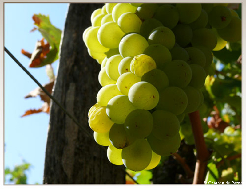 Lys d'or au concours des vins de Loire 2011