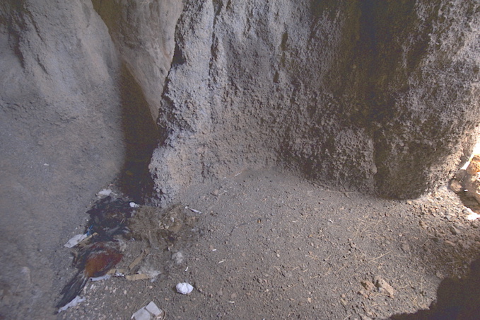 Les coqs canariens rois du ring Les coqs canariens rois du ring