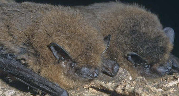 « One man chau’ » ves-souris « One man chau’ » ves-souris