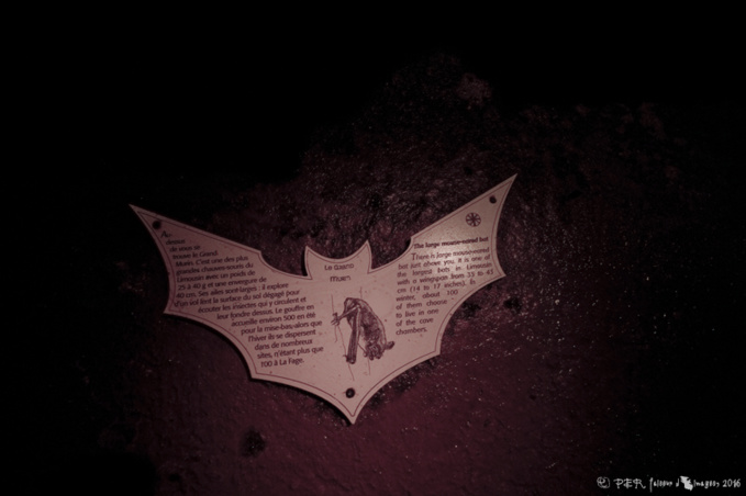 « One man chau’ » ves-souris « One man chau’ » ves-souris