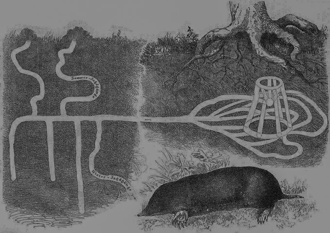 Maulwurf Bau drawing Maulwurf Bau drawing