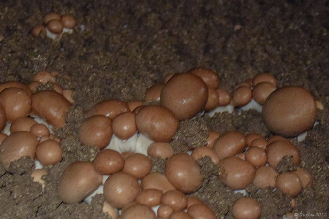 Roulleau sans compresseur Roulleau sans compresseur