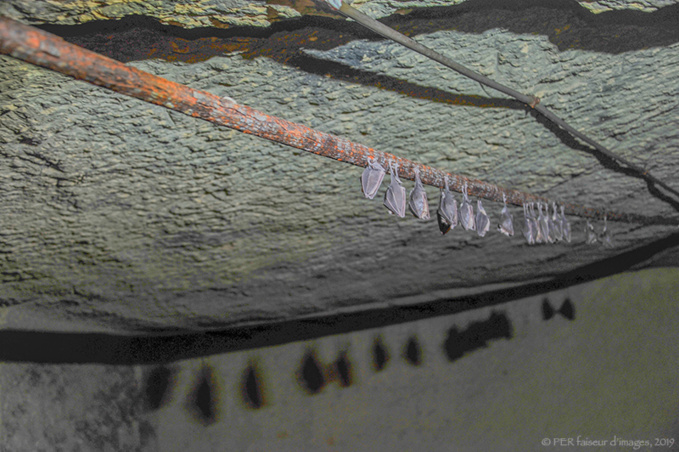 Quand les chauves-souris … Quand les chauves-souris …