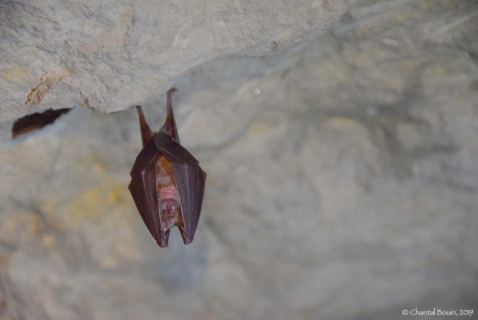 Photo : Troglita Photo : Troglita