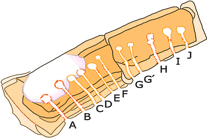 Les mystères du Cairn de Barnenez Les mystères du Cairn de Barnenez