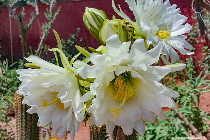 Nos amies les chauves-souris Nos amies les chauves-souris