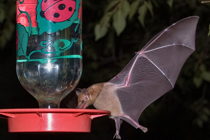 Nos amies les chauves-souris Nos amies les chauves-souris