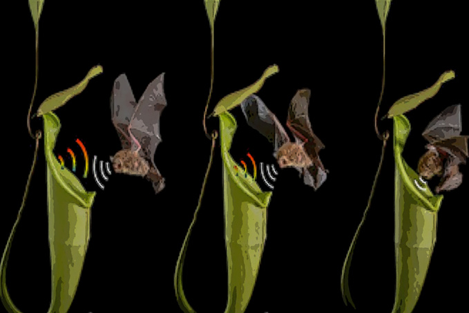 Nos amies les chauves-souris Nos amies les chauves-souris