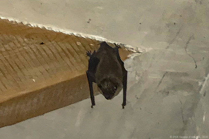 "Souricette", installée à Parnay "Souricette", installée à Parnay