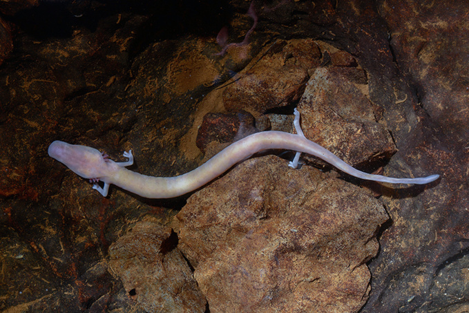 philippe-crochet.com philippe-crochet.com