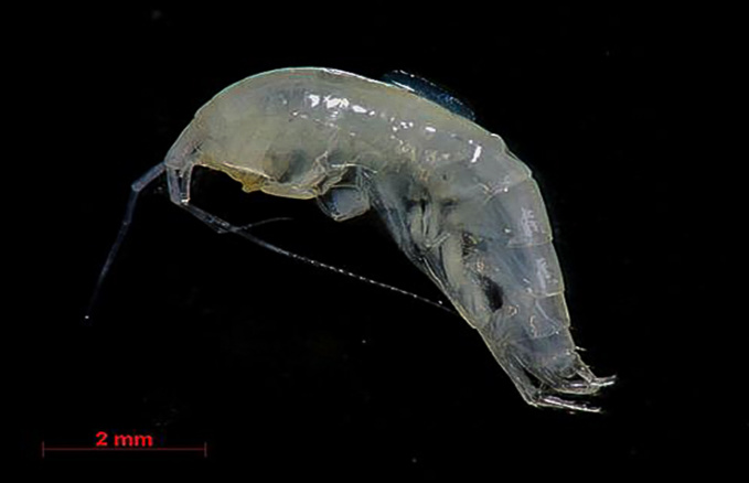 Des habitants très spéciaux Des habitants très spéciaux