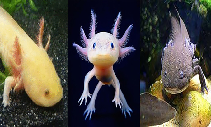 Des habitants très spéciaux Des habitants très spéciaux