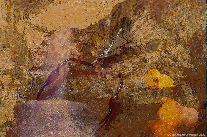 Des habitants très spéciaux Des habitants très spéciaux