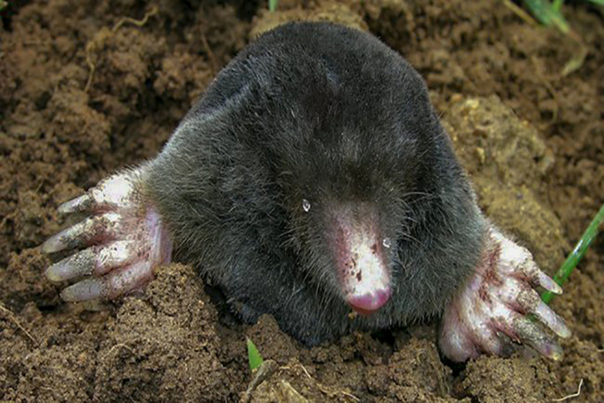 Les taupes montent sur les planches Les taupes montent sur les planches