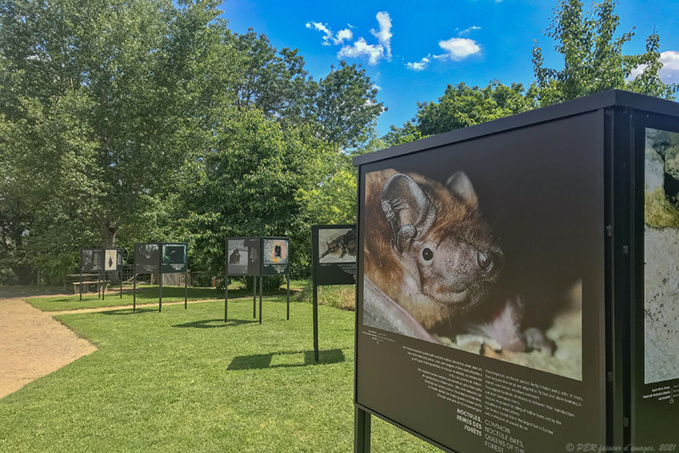 Troglos et chauves-souris Troglos et chauves-souris