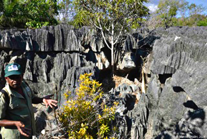 Les tsingy de Bemaraha, Madagascar Les tsingy de Bemaraha, Madagascar