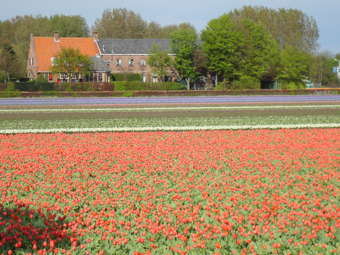 Kisses from Kees ! Kisses from Kees !