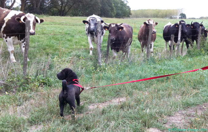 Dogs! Go home! Dogs! Go home!