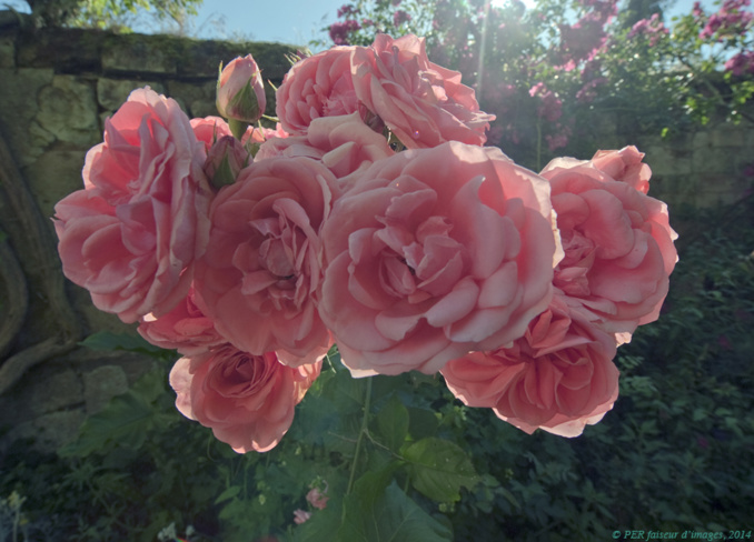 Mignonnes, allez voir si les roses… Mignonnes, allez voir si les roses…