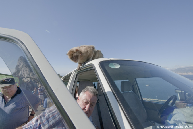 Ces drôles d’animaux...1 Ces drôles d’animaux...1