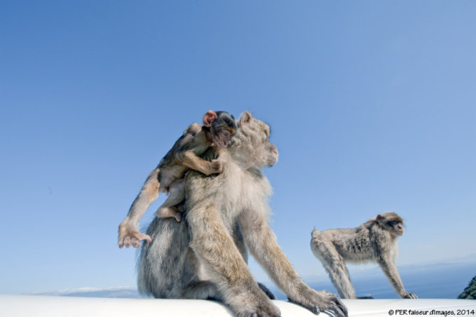 Ces drôles d’animaux...1 Ces drôles d’animaux...1
