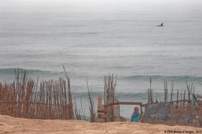 Ces drôles d’animaux (2) : une baleine à Aglou ! Ces drôles d’animaux (2) : une baleine à Aglou !