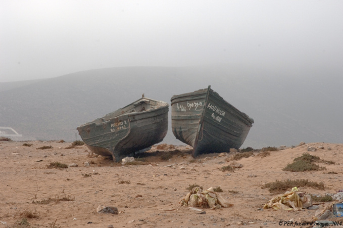 Ces drôles d’animaux (2) : une baleine à Aglou ! Ces drôles d’animaux (2) : une baleine à Aglou !