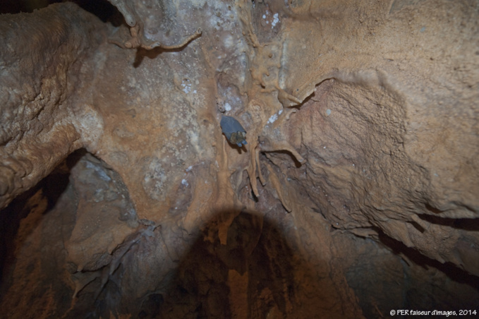 Ces drôles d’animaux (3) : un festival de chauve-souris ! Ces drôles d’animaux (3) : un festival de chauve-souris !