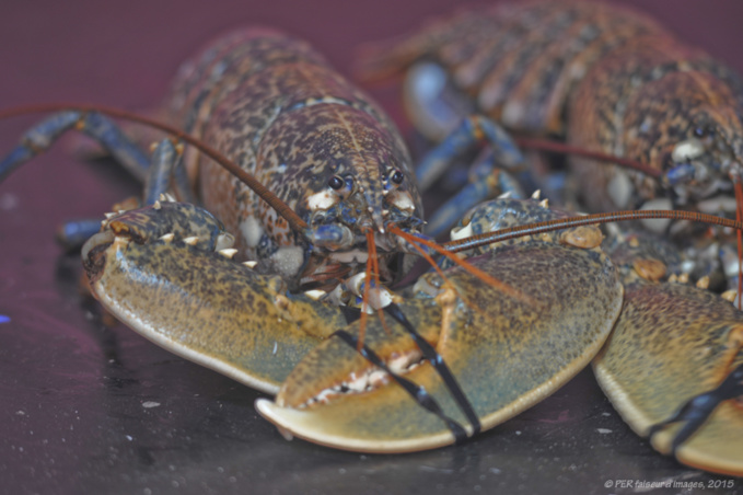 Le Homard Chez Maxim’s