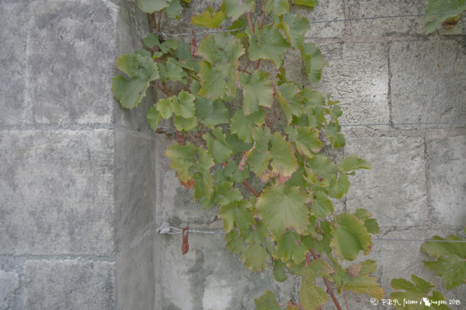 Parnay, village incontournable (1) Parnay, village incontournable (1)