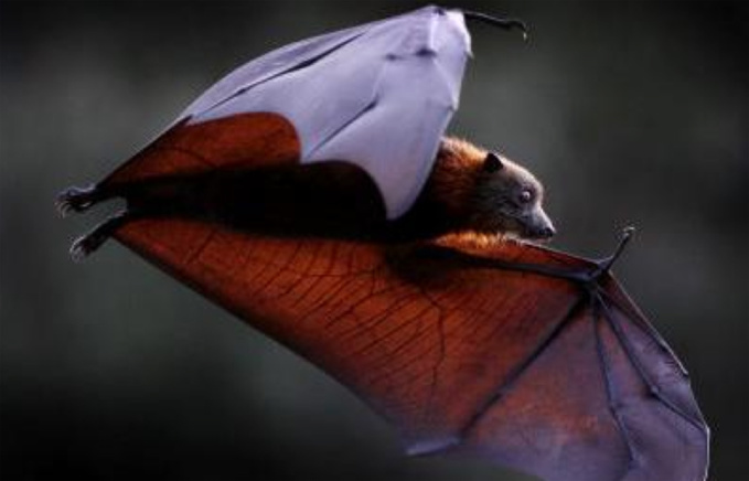 Il était une fois Dracula Il était une fois Dracula