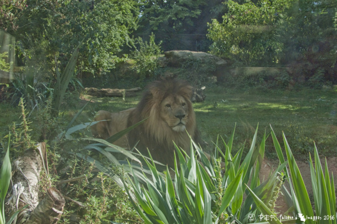 Quoi de neuf au Bioparc ? Quoi de neuf au Bioparc ?