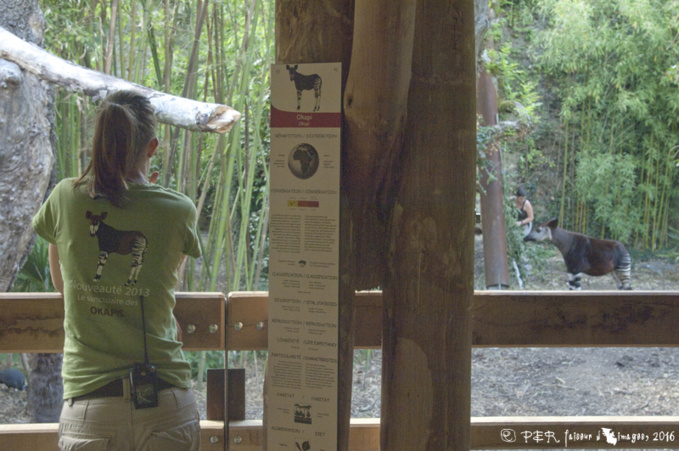 Quoi de neuf au Bioparc ? Quoi de neuf au Bioparc ?