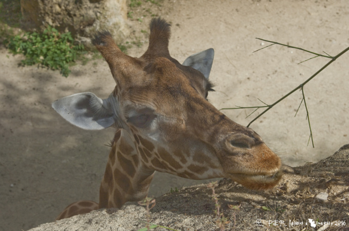 Quoi de neuf au Bioparc ? Quoi de neuf au Bioparc ?