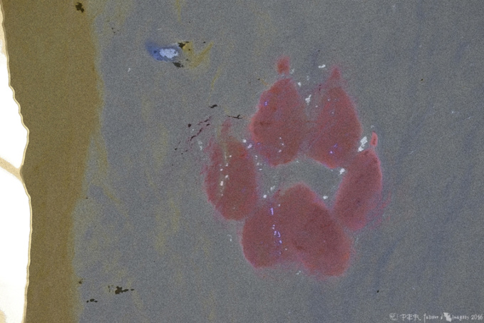 Une nouvelle griffe, au Saut au Loups Une nouvelle griffe, au Saut au Loups