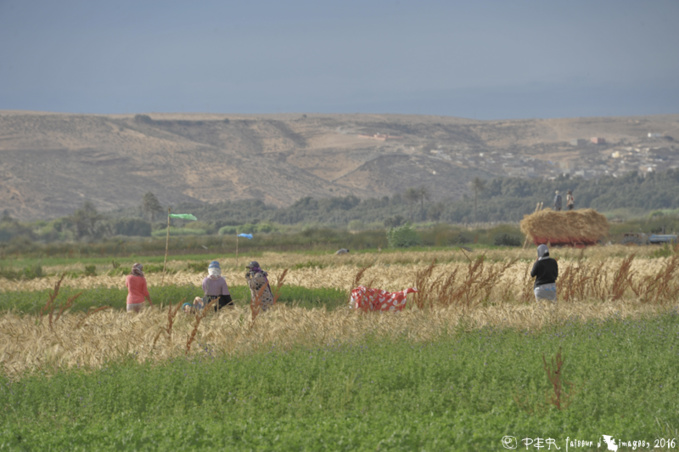 Le Maroc, selon les Trogs, 2016 Le Maroc, selon les Trogs, 2016