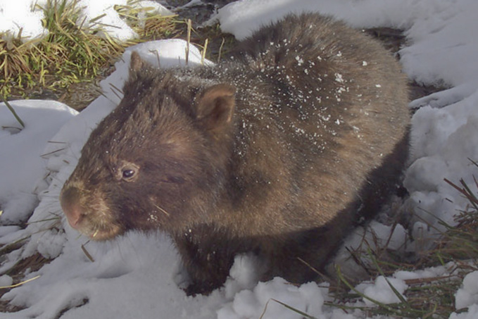 Le blues du troglodyte, de Kenneth Cook (1/2) Le blues du troglodyte, de Kenneth Cook (1/2)