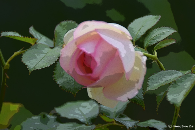 La fête de la Rose, Doué-La-Fontaine La fête de la Rose, Doué-La-Fontaine